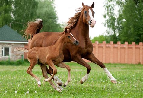 L’OCD chez le cheval | Cheval Partenaire