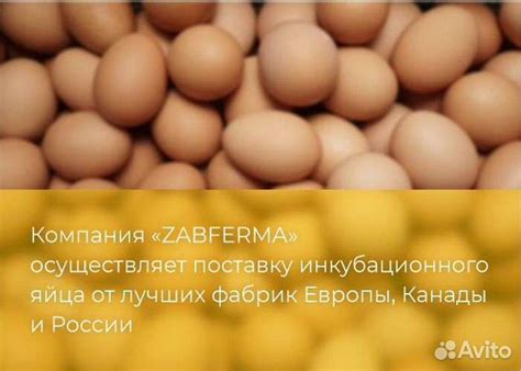 Яйцо инкубационное оптом купить в Москве | Животные и зоотовары | Авито