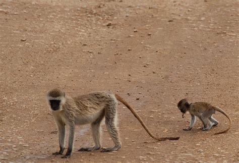 Monkeys Africa Tanzania - Free photo on Pixabay - Pixabay