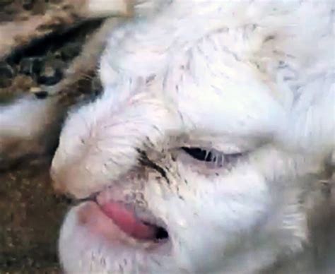 The most weird, deformed animals from around the world | Galleries ...
