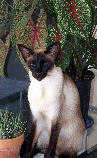 490 best images about siamese cats on Pinterest | Javanese, Indiana ...