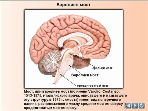 Головной мозг, его строение и функции - презентация онлайн