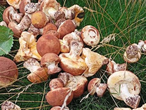 Как сделать зефирные грибы 🍄 рецепт - грибочки из зефира