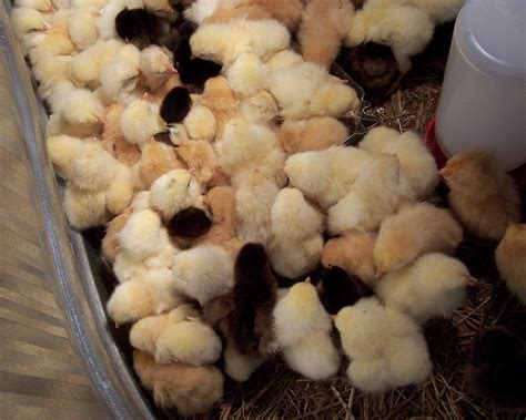 baby chicks  sale gamefowl  madeline mair blog
