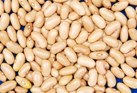 Feijão É Alimento Não Perecível - Conheça 10 tipos de feijão e os benefícios do grão para a saúde