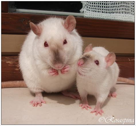 Siamese - LE VARIETA' DEL RATTO DA COMPAGNIA - RAT VARIETIES