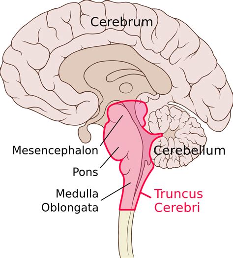 Postnatal Nervous System Development | Stages & Brain Development