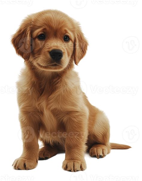 Golden retriever puppy sitting on white background 52657158 PNG