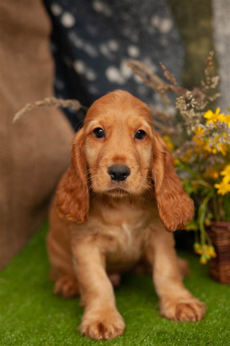 Kennel Size For Cocker Spaniel at Patricia Logan blog