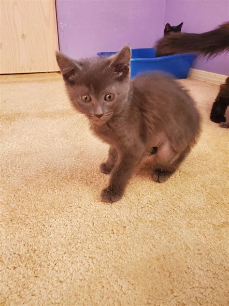 Available Kittens | Neonatal Kitten Rescue of the PNW