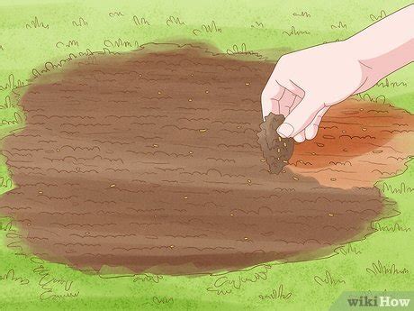 how to grow grass in high traffic dog areas