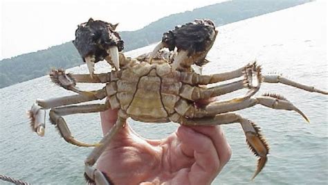 Опасни космати раци дебнат в Средиземно и Черно море