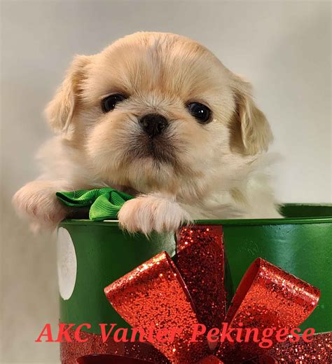 Pekingese (Peke) Puppies For Sale - AKC PuppyFinder