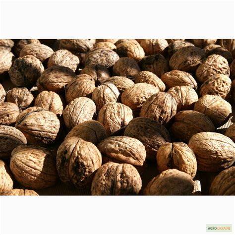 Куплю ГОРІХИ в Тернопільській області, Тернопільська обл — Agro-Ukraine