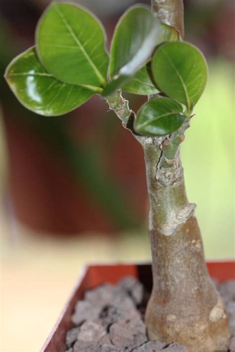 Adenium Boehmianum (Adenium Swazicum) | Succulent City