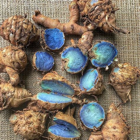 black turmeric tree  michele shaffer blog