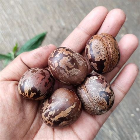 Jual biji pohon karet benih, biji karet kerajinan tangan, biji karet ...