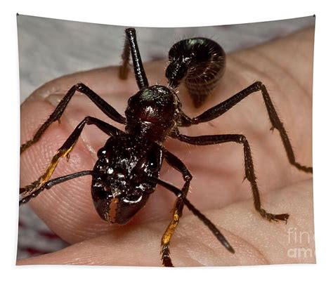 Bullet Ant Glove