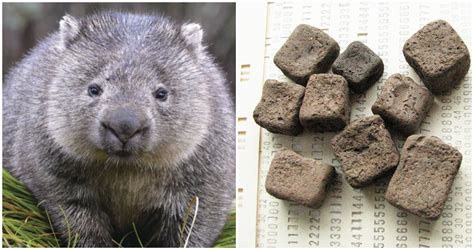 Scientists discover the reason why wombats' poop is cube shaped