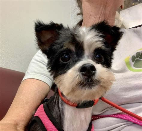 Witness the Astonishing Transformation of a Neglected Stray Dog