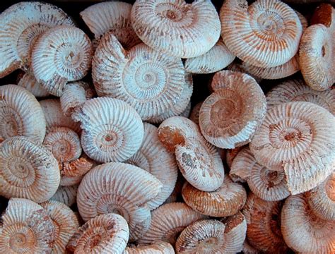 ammonite  cochise college geology