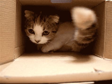 Гифки котиков без фона