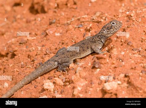 small lizard australia stock photo alamy