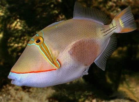 Рыба-пикассо | Marine fish, Tropical fish, Sea fish
