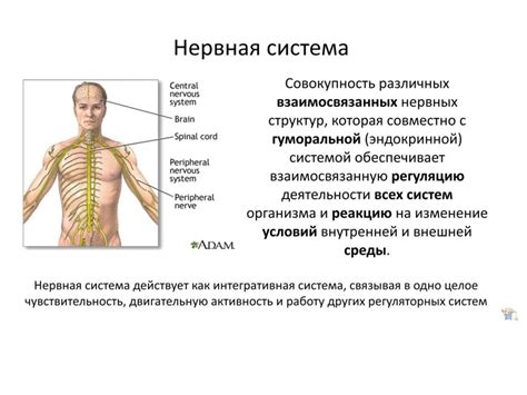 Нервная система человека - презентация онлайн