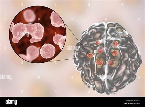 cryptococcus neoformans  res stock photography  images alamy