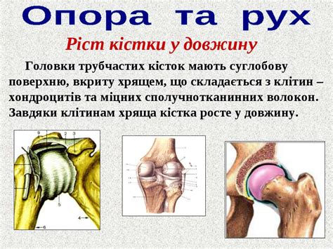 Опорно-рухова система людини - презентація з біології
