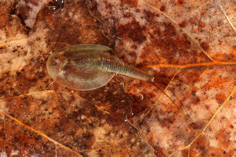 Triops Life Cycle
