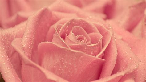 Fondos de Pantalla Rosa Rosa en Flor Fotografía Macro 4K Ultra HD ...