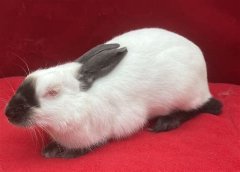 Himalayan Blue Adult – The London Show