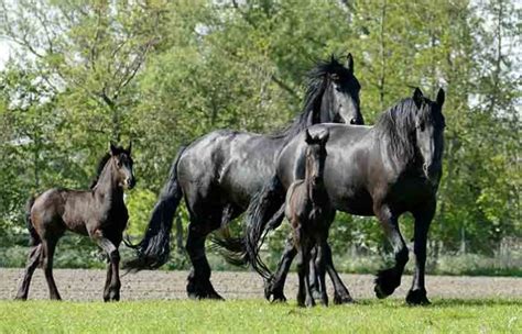 Top Friesian Horse Names - Petnamee