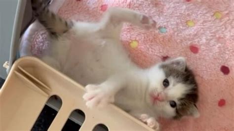 Tiniest Kitten In The World