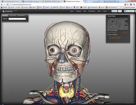 Чуков Сергей Николаевич » 3D-анатомия онлайн