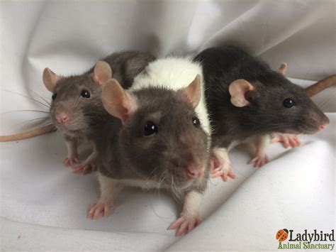 Ladybird Animal Sanctuary | Ladybird Animal Sanctuary - Jill