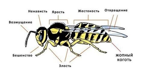 Насекомое оса: описание, особенности образа жизни, враги ос