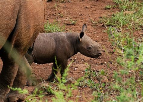 Rhino Conservation | New baby black rhino born!