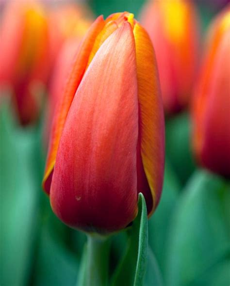 Tulip Triple A from Peter Nyssen flower bulbs and plants