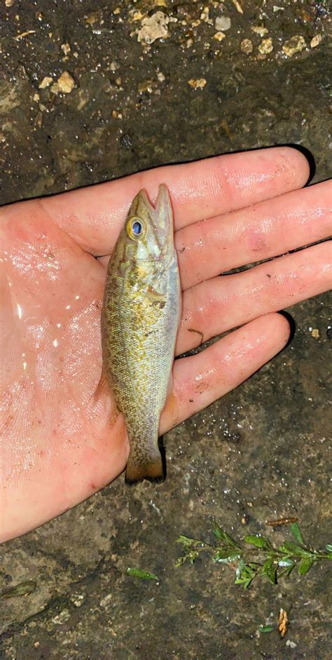 Baby smallmouth bass : r/MicroFishing