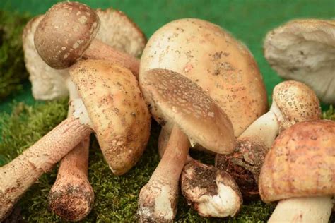 Top 6 Edible Wild Mushrooms in Michigan