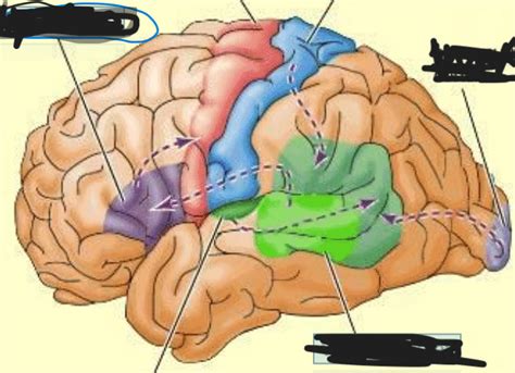 key structures   cerebral cortex flashcards  brain regions