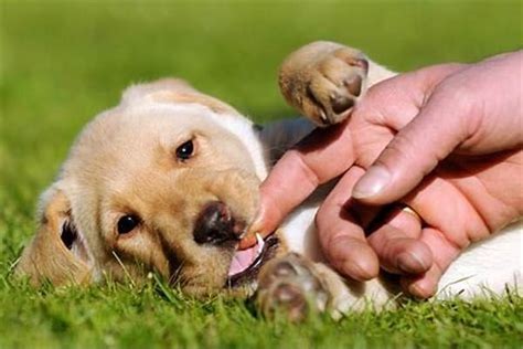 Effective Strategies to Stop Your Dog from Biting: A Comprehensive Guide - Hunter Games Magazine