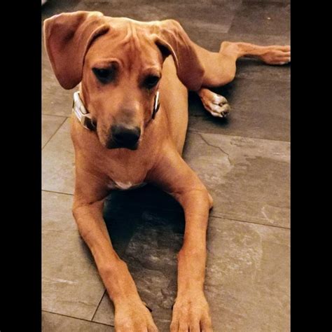 Growth Rhodesian Ridgeback - Puppy weight chart Rhodesian Ridgeback
