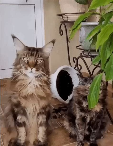 Pin de Крымчаночка em КОТИКИ