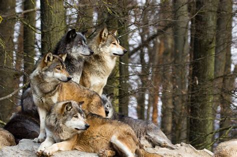 grey-wolf-pack – Your Connection to Wildlife