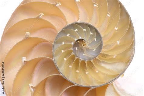 Nautilus pompilius, living fossil mollusca. Chambered Nautilus shell ...