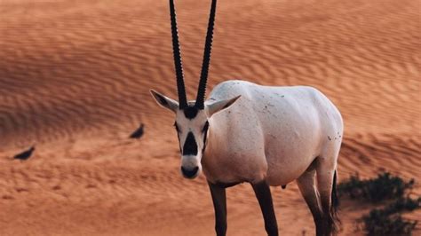 Desert Wildlife: A Fascinating Encounter - Animals to Watch Out For and ...